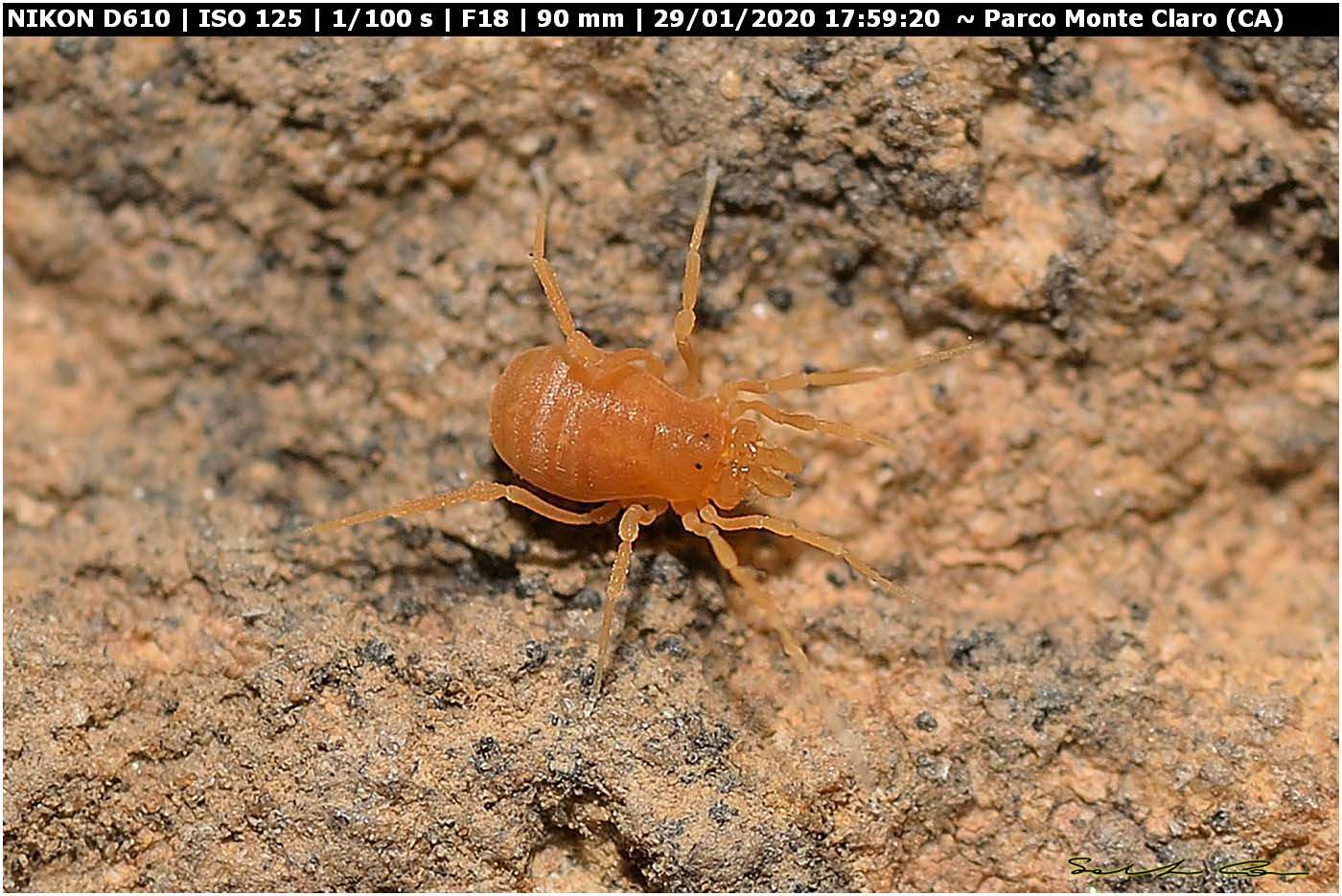 Scotolemon sp. - Phalangodidae